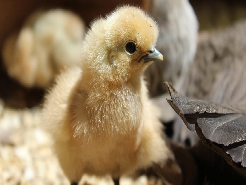 刘女士成功案例
